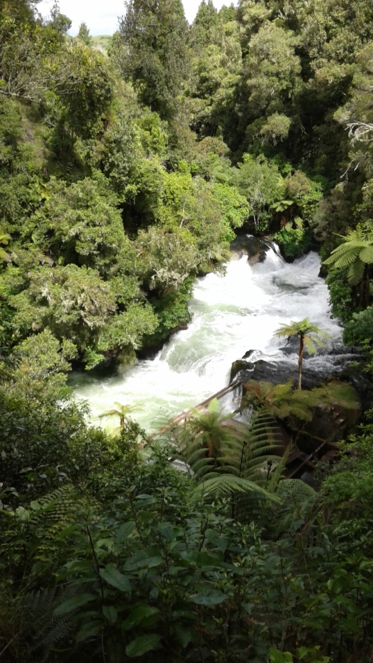 Visit Okere Falls- magnificent New Zealand native vegetation
