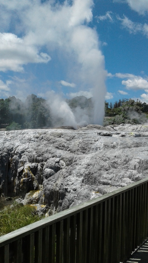 Pohutu Geyser at Te Puia-the largest geyser in the southern hemisphere